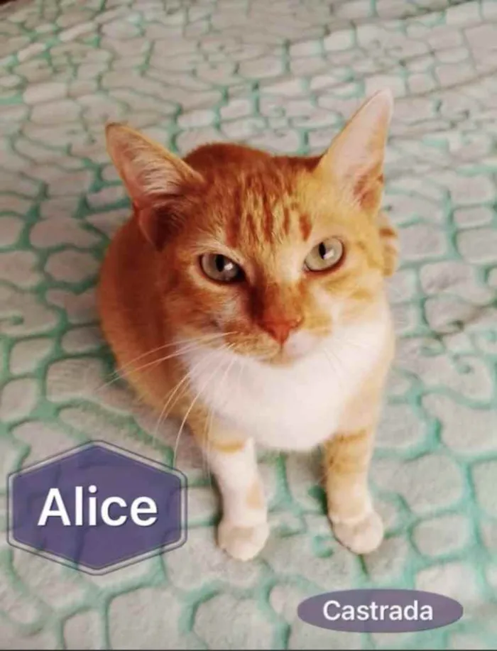 Gato ra a Srd idade 1 ano nome Alice linda gatinha
