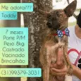 Toddy