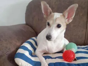 Cachorro raça  idade 3 anos nome Estrela ( adoç espec