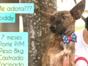Cachorro raça SRD idade 7 a 11 meses nome Toddy