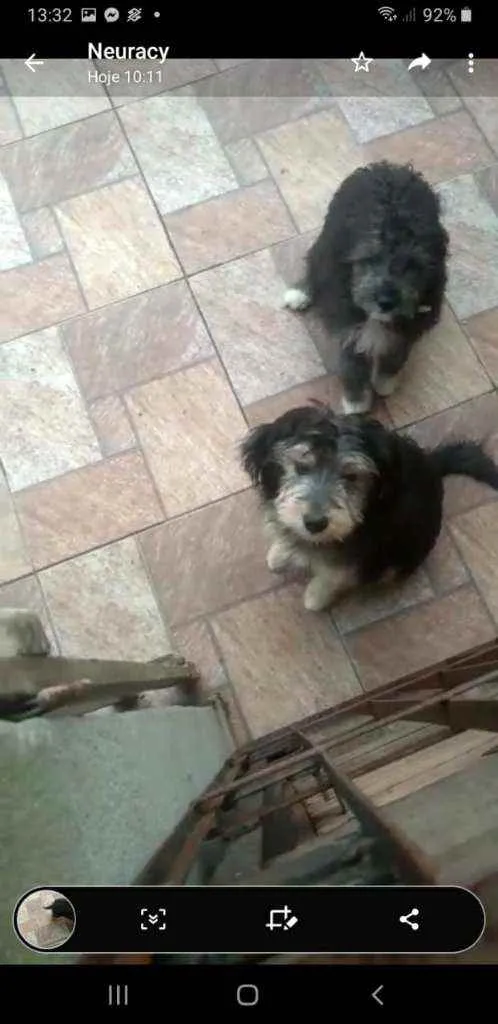 Cachorro ra a SRD idade 7 a 11 meses nome Malu e Dulce