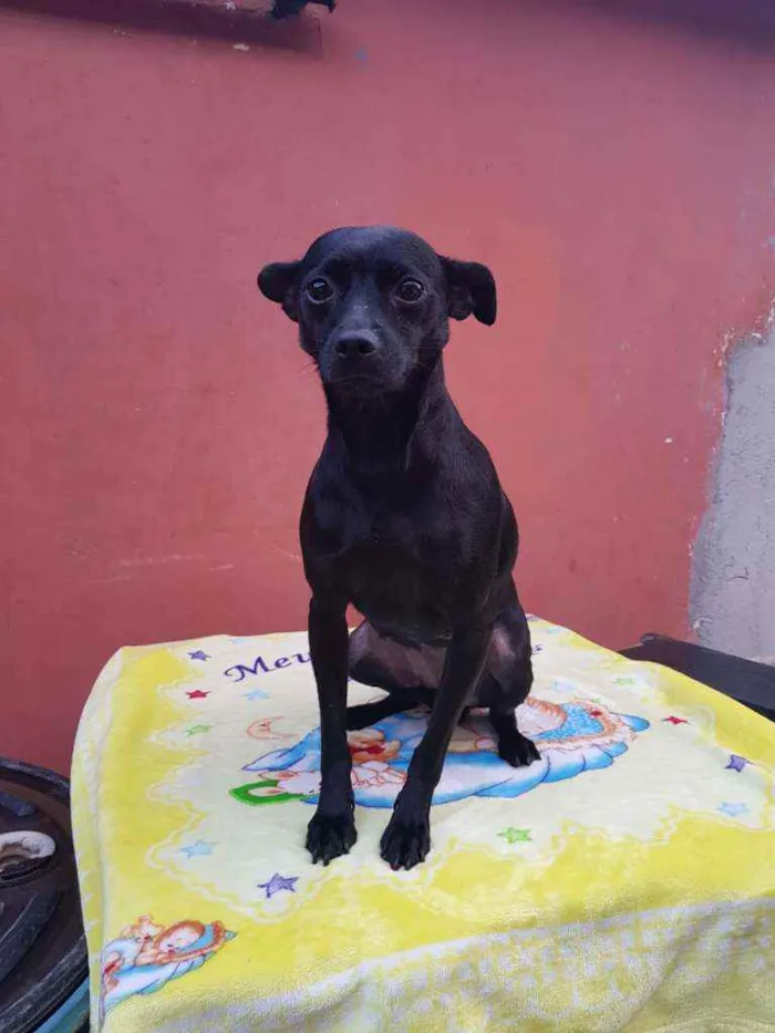 Cachorro ra a SRD idade 1 ano nome Neguinha