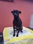 Neguinha