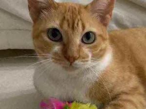 Gato raça Srd idade 1 ano nome Alice linda gatinha