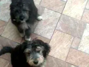 Cachorro raça SRD idade 7 a 11 meses nome Malu e Dulce