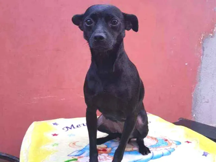 Cachorro ra a SRD idade 1 ano nome Neguinha