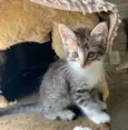Gatinho