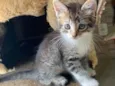 Gatinho