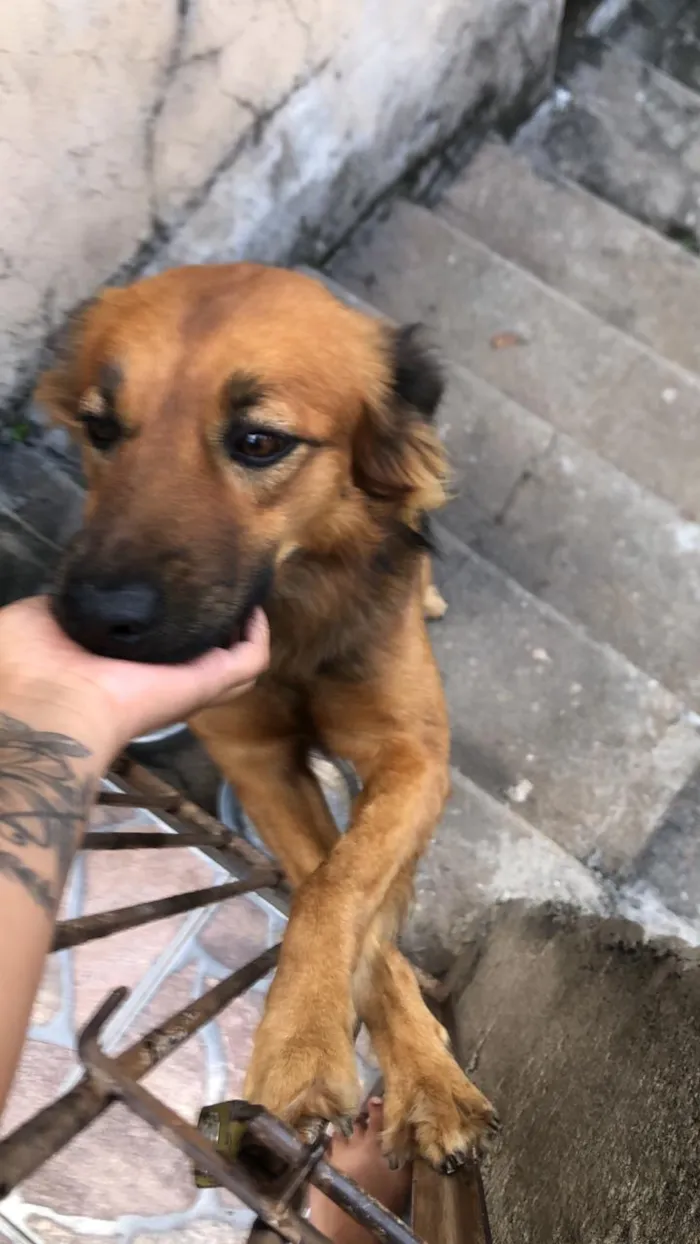 Cachorro raça SRD-ViraLata idade 1 ano nome Thanos