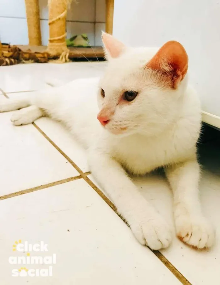 Gato raça SRD-ViraLata idade 7 a 11 meses nome Hannah