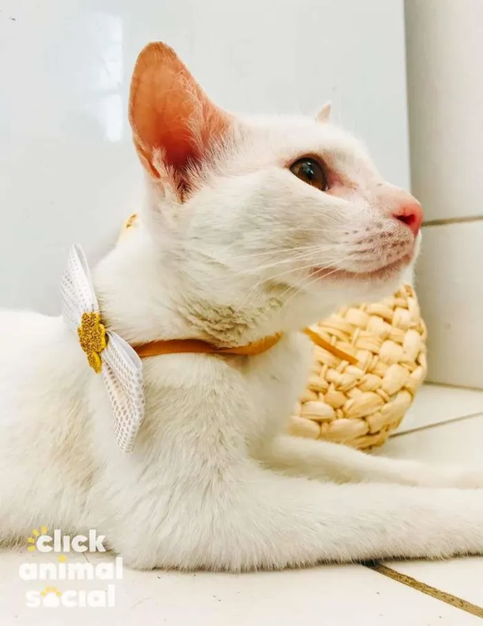 Gato raça SRD-ViraLata idade 7 a 11 meses nome Hannah