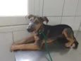 Lilica