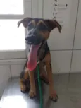 Lilica