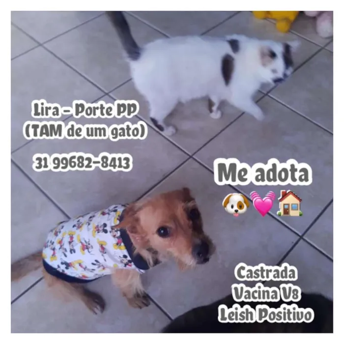 Cachorro raça SRD idade 1 ano nome LIRA