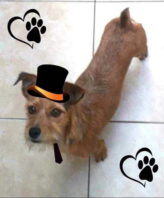 Cachorro raça  idade 2 anos nome Billy 