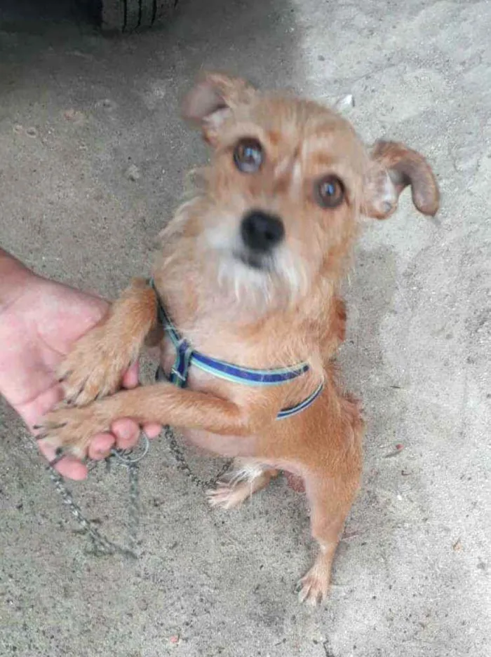 Cachorro raça  idade 2 anos nome Billy 