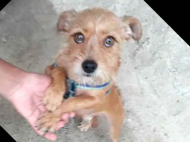 Cachorro raça  idade 2 anos nome Billy 