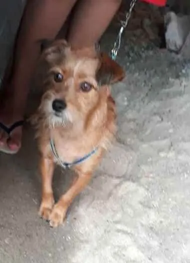 Cachorro raça  idade 2 anos nome Billy 