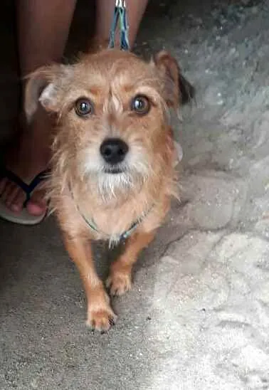 Cachorro raça  idade 2 anos nome Billy 