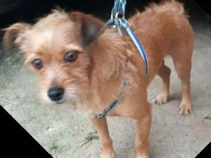 Cachorro raça  idade 2 anos nome Billy 