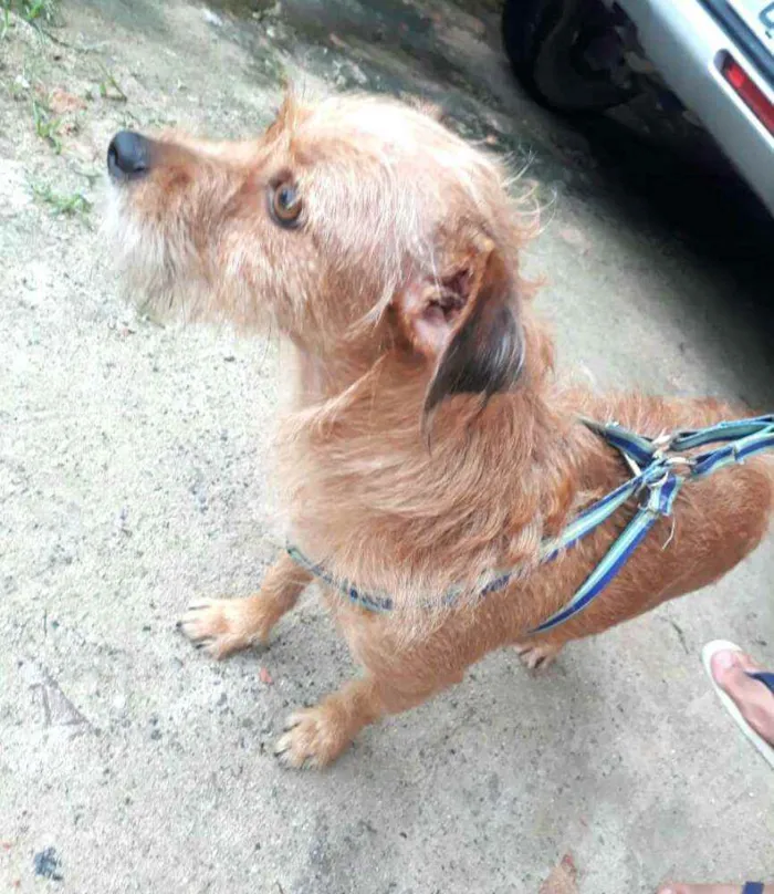 Cachorro raça  idade 2 anos nome Billy 