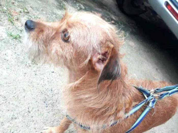 Cachorro raça  idade 2 anos nome Billy 