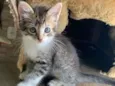 Gatinho