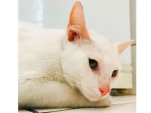 Gato raça SRD-ViraLata idade 7 a 11 meses nome Hannah