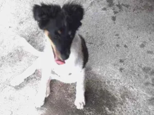 Cachorro raça Srd  idade 7 a 11 meses nome Pimentinha 