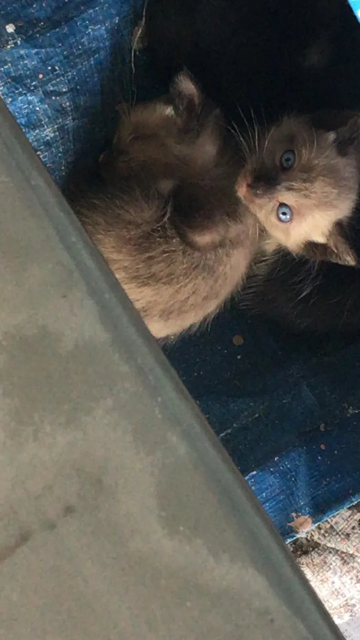 Gato ra a Não tem  idade Abaixo de 2 meses nome Não tem 