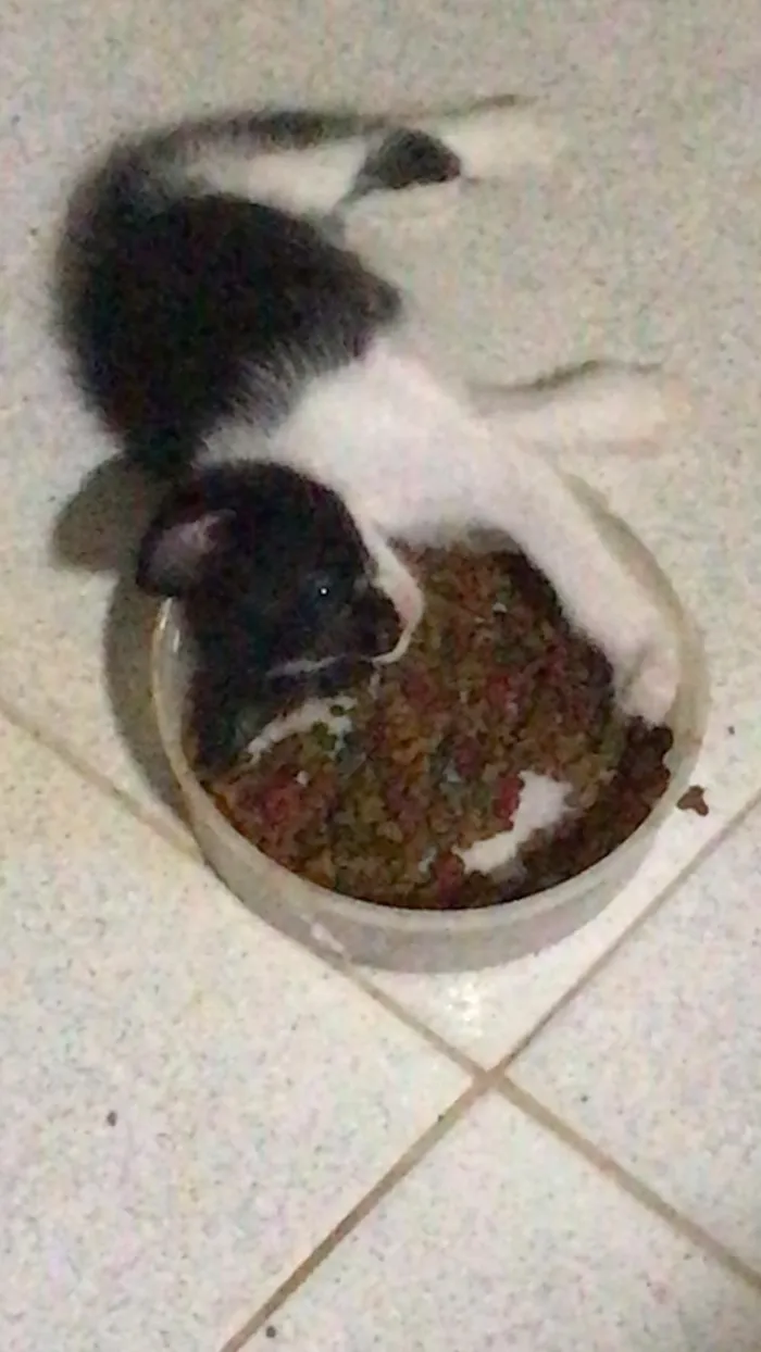 Gato ra a Não tem  idade Abaixo de 2 meses nome Não tem 