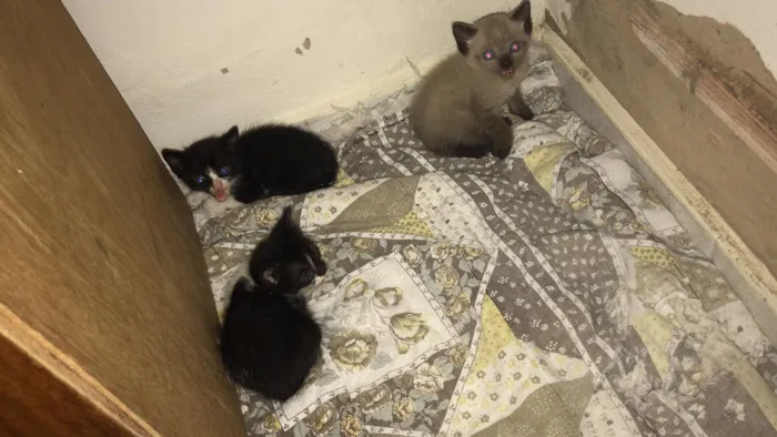 Gato ra a Não tem  idade Abaixo de 2 meses nome Não tem 