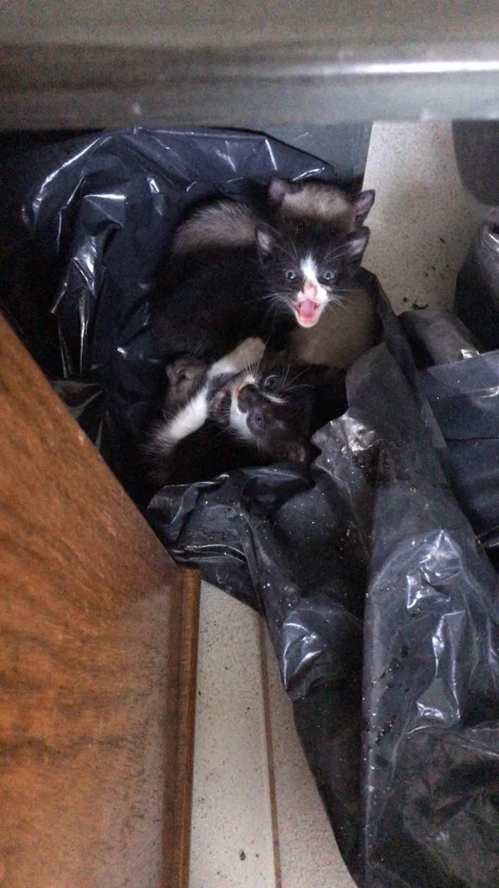 Gato ra a Não tem  idade Abaixo de 2 meses nome Não tem 