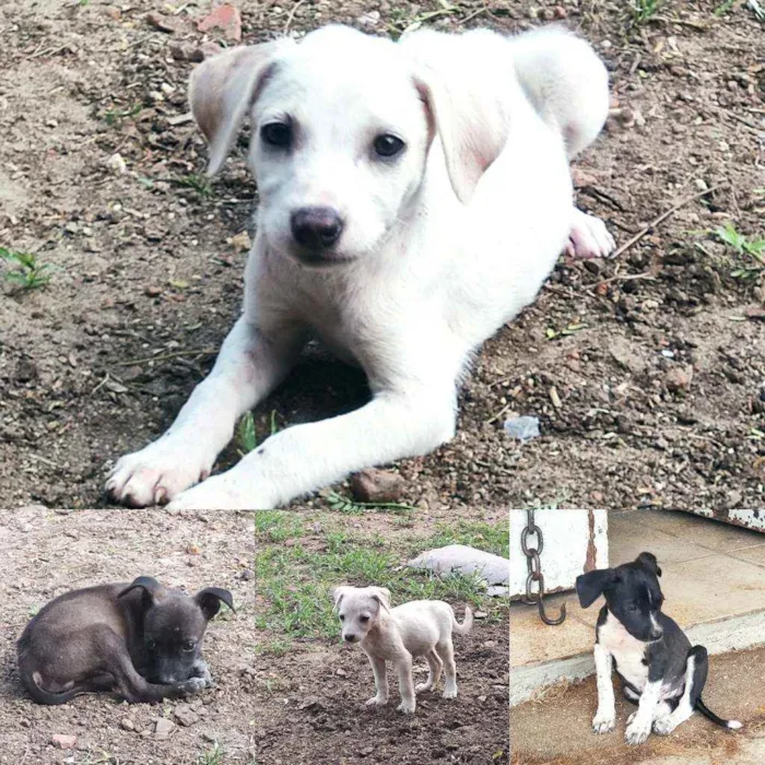 Cachorro raça Não definida idade Abaixo de 2 meses nome Filhotes