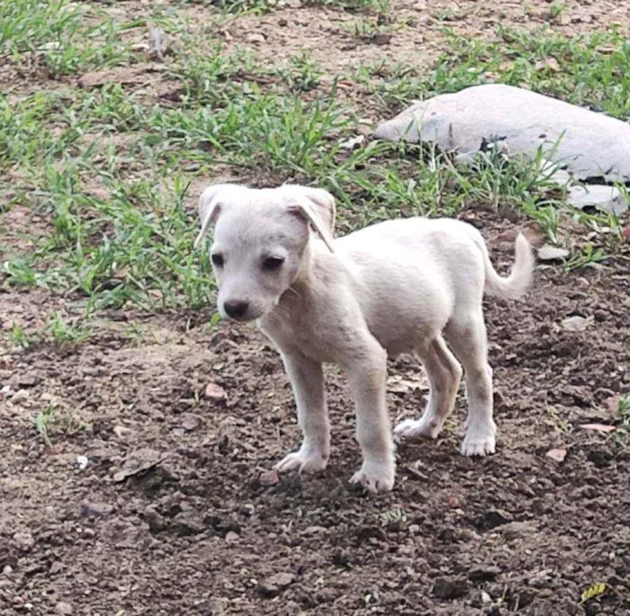 Cachorro raça Não definida idade Abaixo de 2 meses nome Filhotes