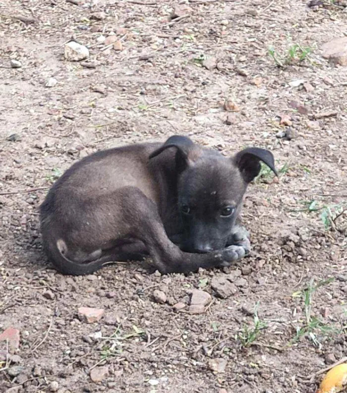 Cachorro raça Não definida idade Abaixo de 2 meses nome Filhotes