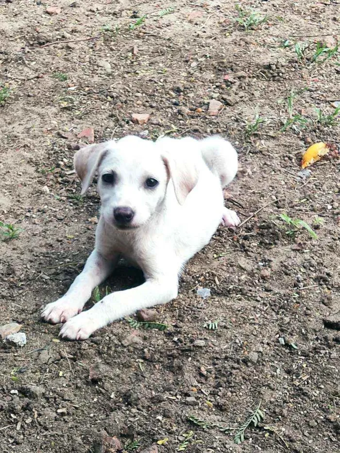 Cachorro raça Não definida idade Abaixo de 2 meses nome Filhotes