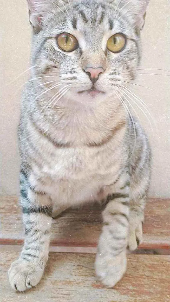 Gato ra a Sem raça definida  idade 7 a 11 meses nome Jade 