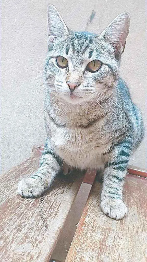 Gato ra a Sem raça definida  idade 7 a 11 meses nome Jade 