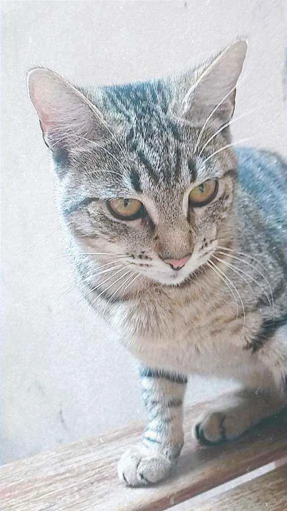 Gato ra a Sem raça definida  idade 7 a 11 meses nome Jade 