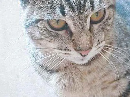 Gato ra a Sem raça definida  idade 7 a 11 meses nome Jade 