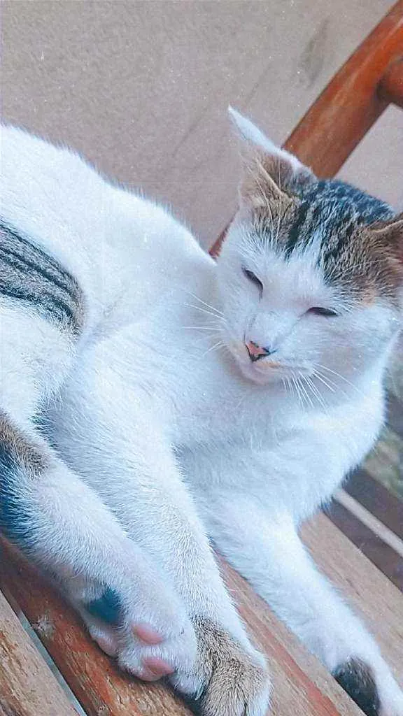 Gato ra a Sem raça definida  idade 7 a 11 meses nome Jasmine 