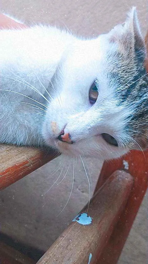 Gato ra a Sem raça definida  idade 7 a 11 meses nome Jasmine 