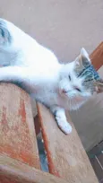 Jasmine 