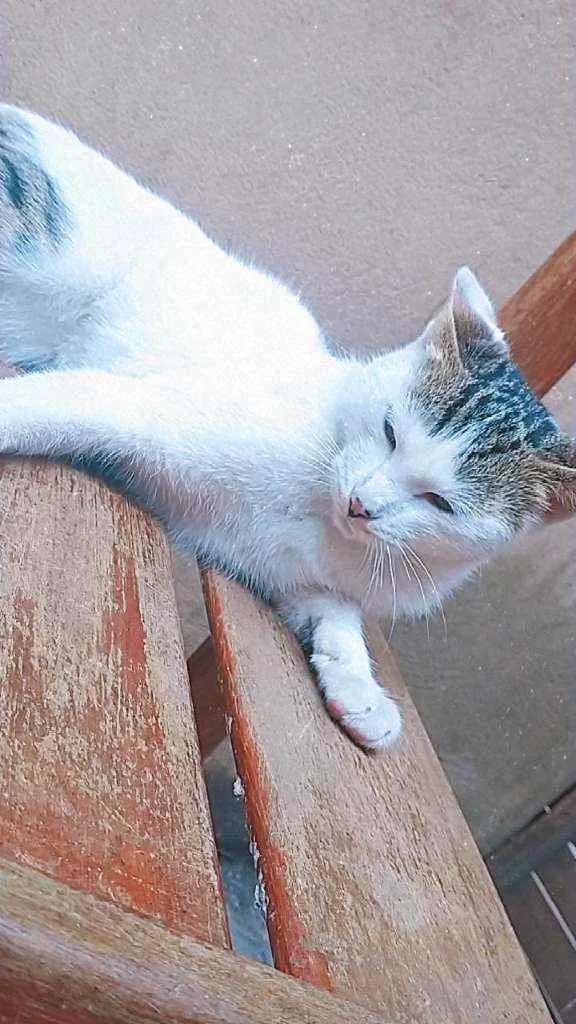 Gato ra a Sem raça definida  idade 7 a 11 meses nome Jasmine 