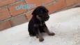 Bebê 