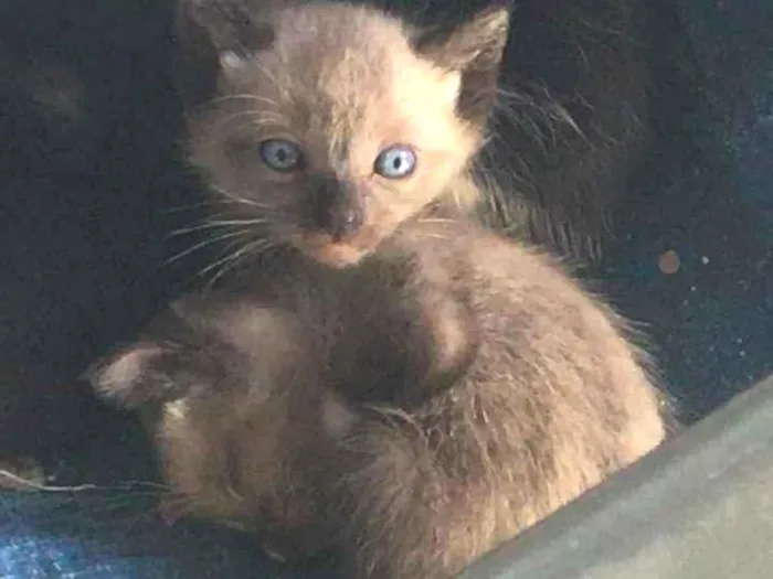 Gato ra a Não tem  idade Abaixo de 2 meses nome Não tem 