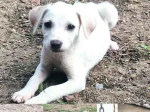 Cachorro raça Não definida idade Abaixo de 2 meses nome Filhotes