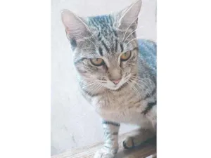 Gato raça Sem raça definida  idade 7 a 11 meses nome Jade 