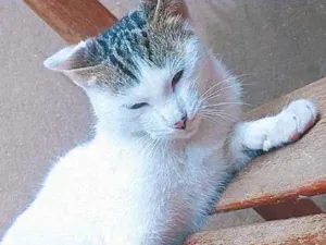 Gato raça Sem raça definida  idade 7 a 11 meses nome Jasmine 
